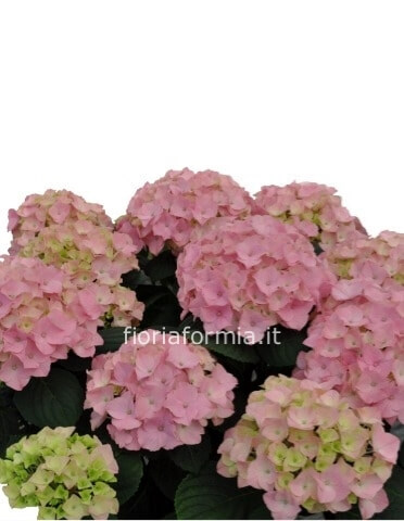Ortensia vari colori a partire da 25
