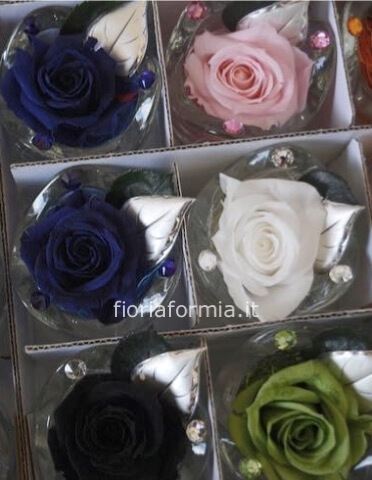 Rose stabilizzate » Fiori a Formia, consegna fiori a Formia e Gaeta, invio  fiori a Formia e Gaeta.