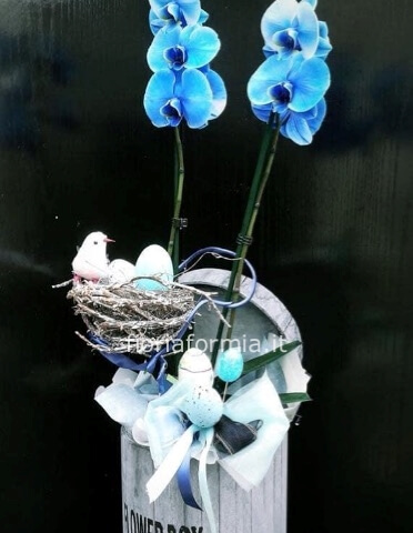 Phalenopsis Pasqua