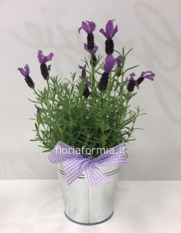 Pianta di lavanda confezionata
