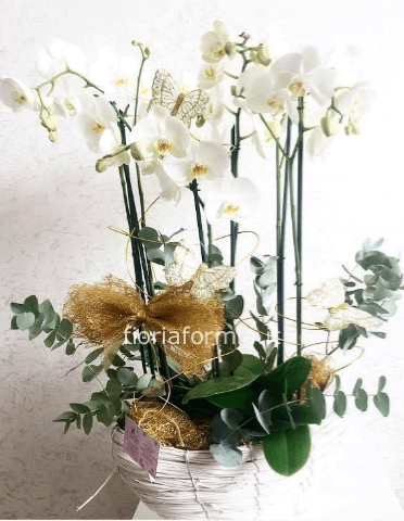 Tris di phalenopsis